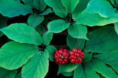 Tây dương sâm trị mất ngủ